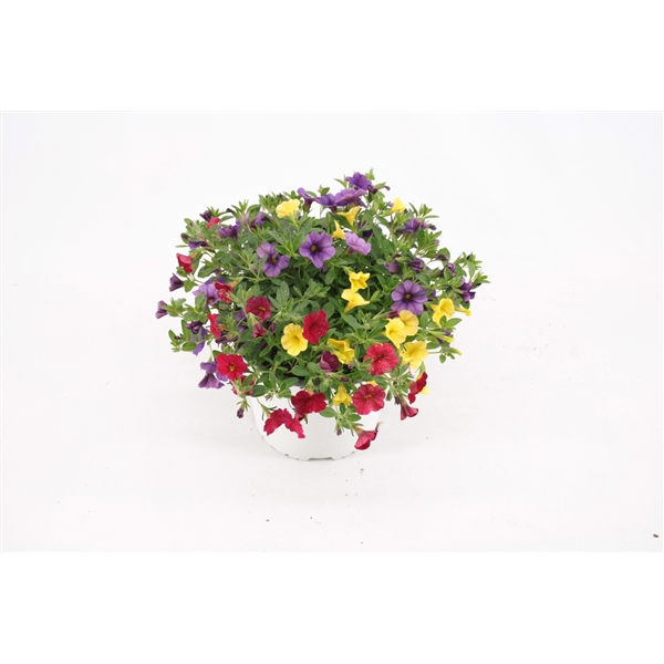 Calibrachoa Bolero